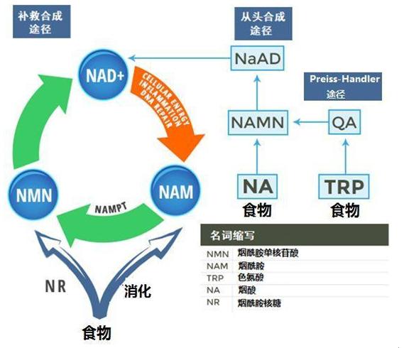 NAD+补救